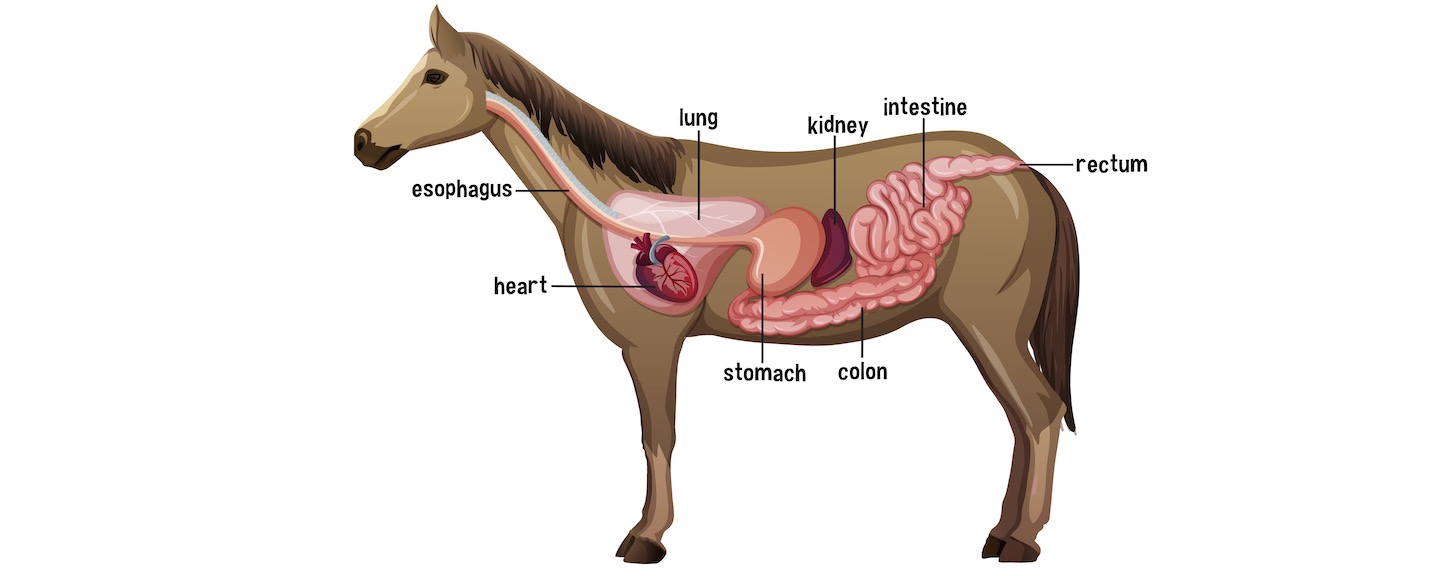 Horse Anatomy2