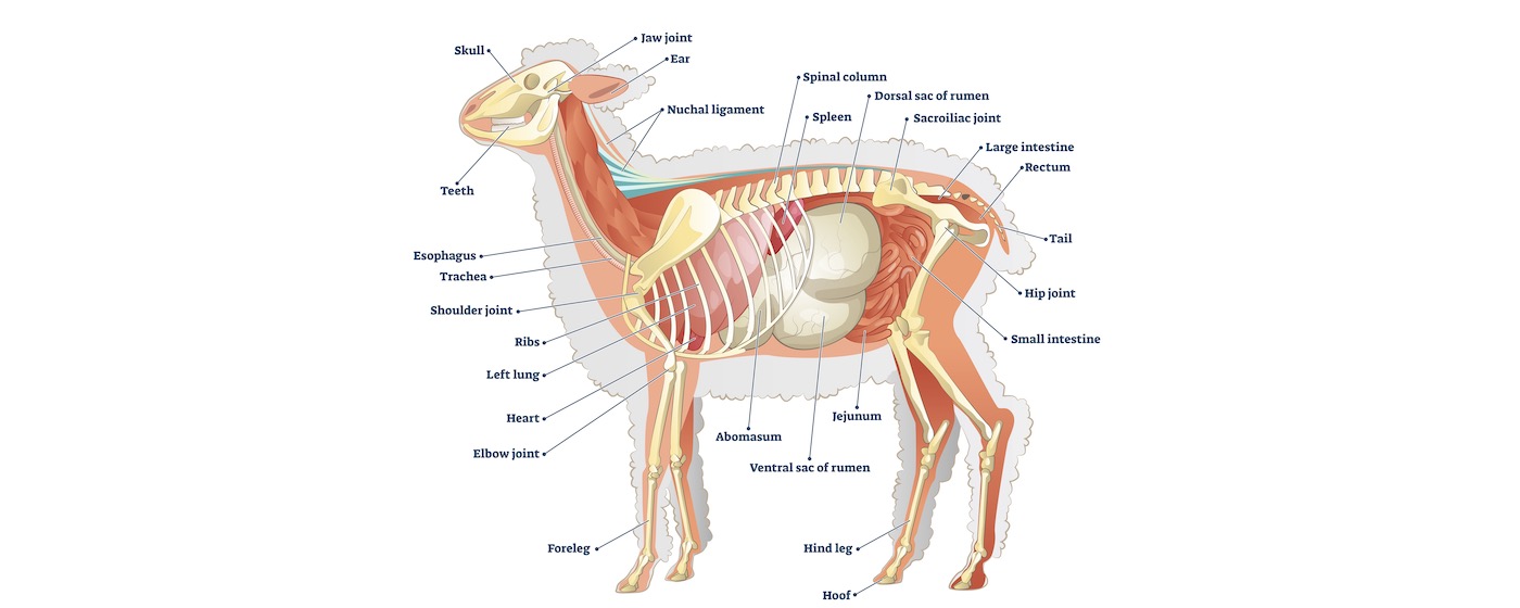 Lamb Anatomy-4