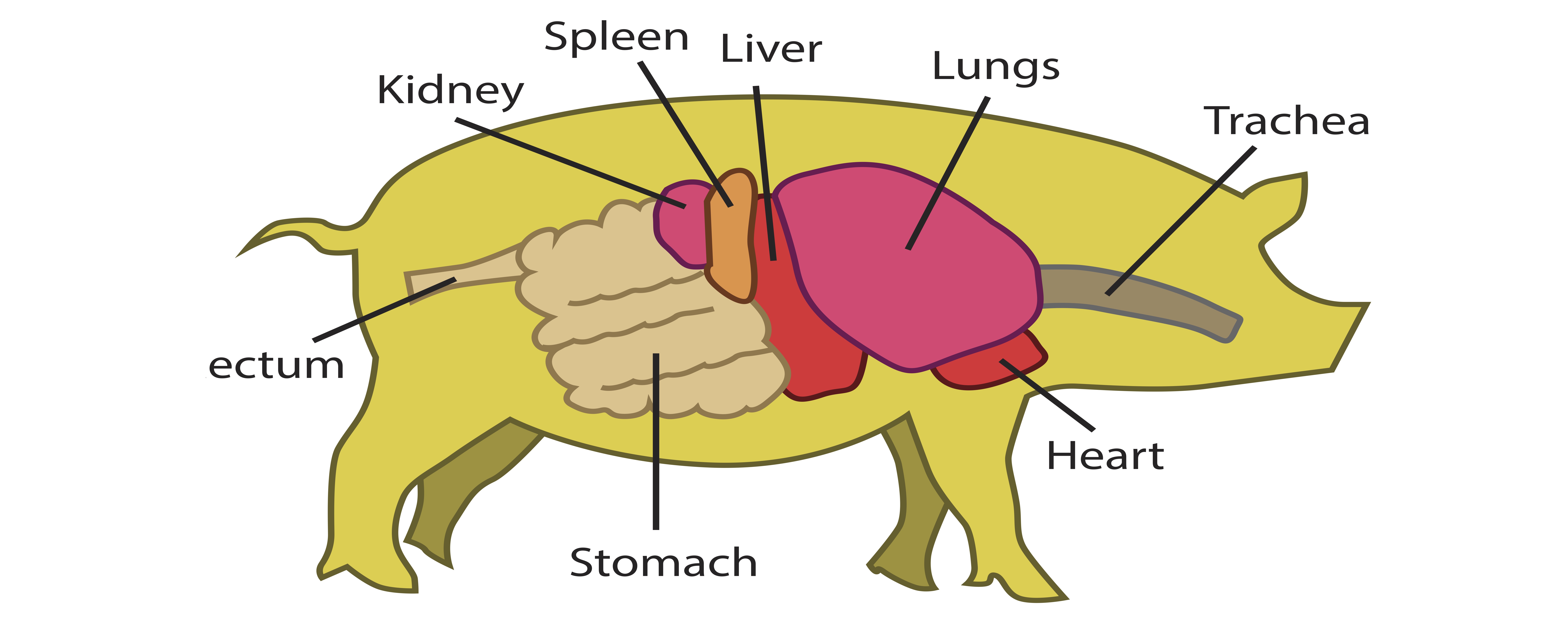 Pig Anatomy